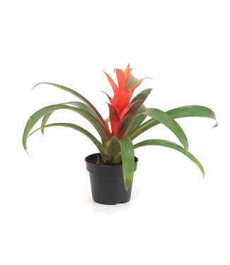 Bromelia 5 po