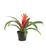 Bromelia 5 po | Plante tropicale d’intérieur
