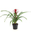Bromelia 5 po | Plante tropicale d’intérieur