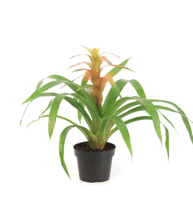 Bromelia 5 po | Plante tropicale d’intérieur