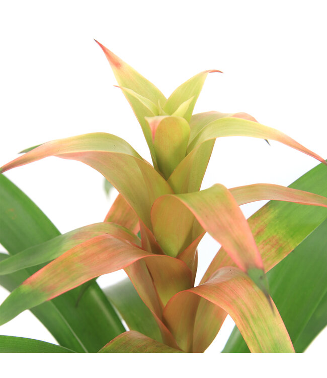 Bromelia 5 po | Plante tropicale d’intérieur