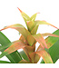 Bromelia 5 po | Plante tropicale d’intérieur