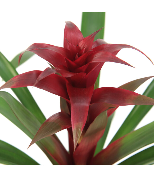 Bromelia 5 po | Plante tropicale d’intérieur