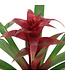 Bromelia 5 po | Plante tropicale d’intérieur