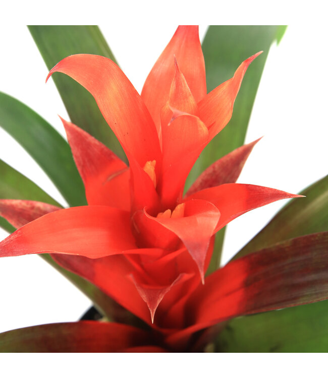 Bromelia 5 po | Plante tropicale d’intérieur