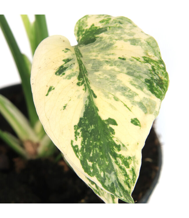 Monstera Mint 5 po | Plante verte tropicale d’intérieur rare