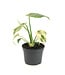 Monstera Mint 5 po | Plante verte tropicale d’intérieur rare