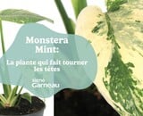 Monstera Mint; La plante qui fait tourner les têtes!