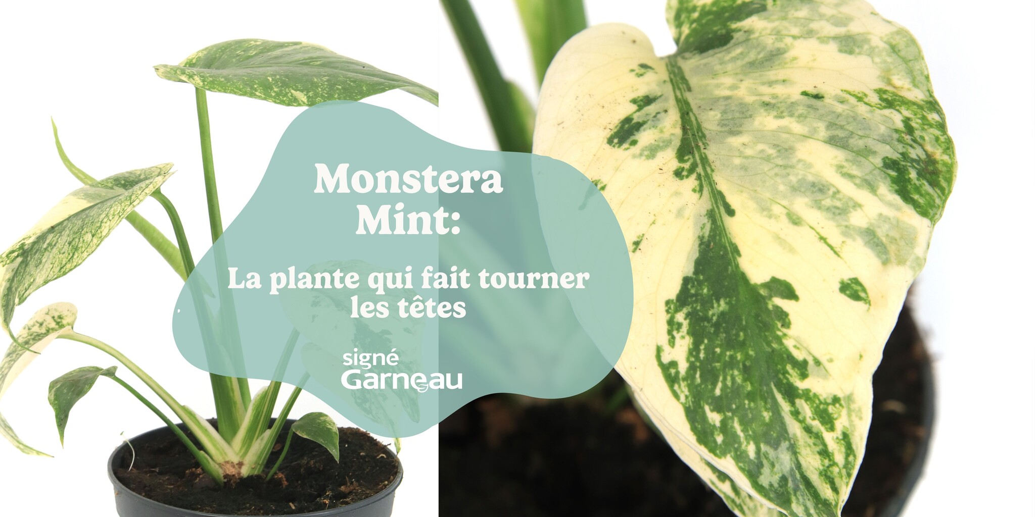 Monstera Mint; La plante qui fait tourner les têtes!