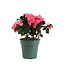 Azalea 4,5 po | Plante à floraison abondante