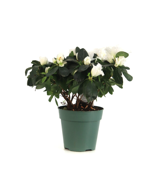 Azalea 4,5 po | Plante à floraison abondante