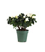 Azalea 4,5 po | Plante à floraison abondante