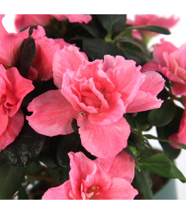Azalea 4,5 po | Plante à floraison abondante