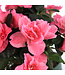 Azalea 4,5 po | Plante à floraison abondante
