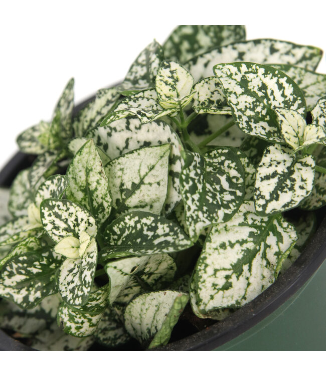 Plante Hypoestes 3.5 pouces décorative – Feuillage éclatant et plante d’intérieur tendance