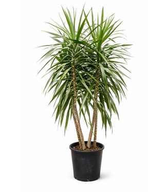 Dracaena Tarzan buisson 14 po