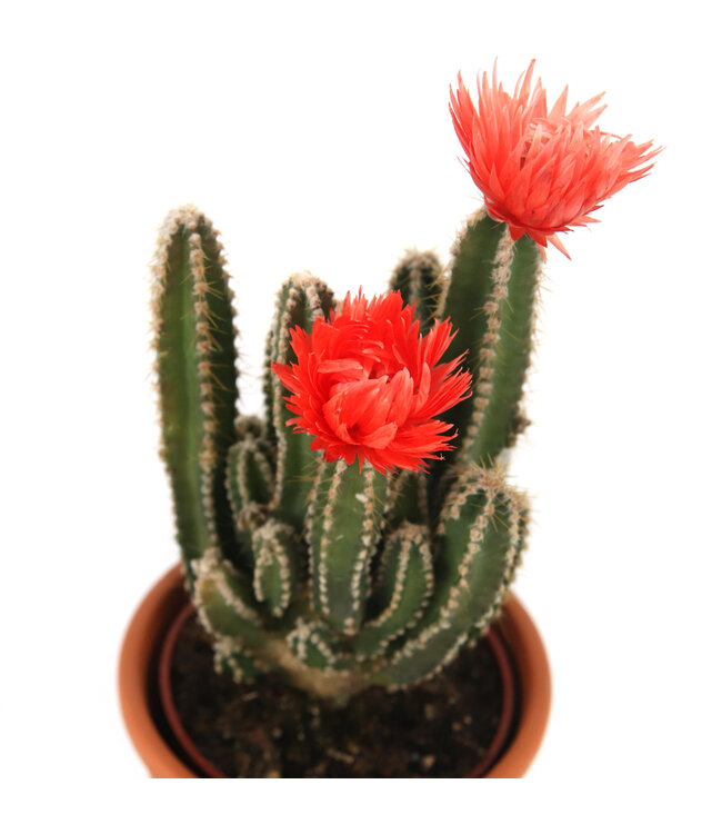 Cactus "Fairy Castle" 3,25 po | Plante décorative facile d’entretien et design unique