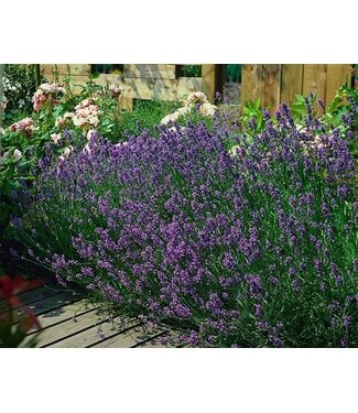 Lavandula Munstead