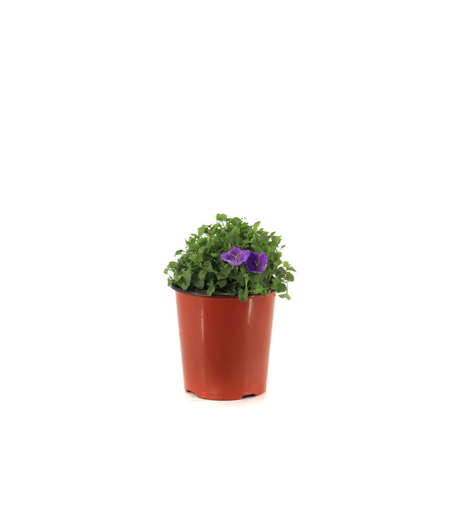 Campanula Rapido Blue 1gal | Éclat violet pour vos arrangements