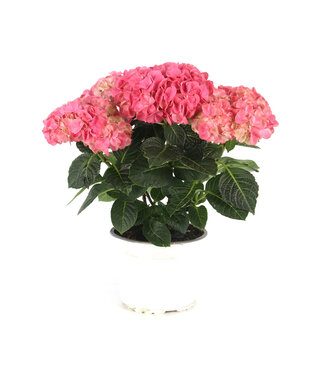 Hydrangea rose 6 ,5po