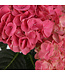 Hydrangea rose 6 ,5po | Arbuste à fleurs roses abondantes