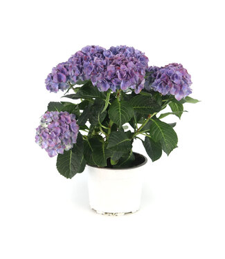 Hydrangea bleu 6,5 po