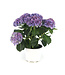 Hydrangea bleu 6,5 po | Arbuste à fleurs bleues abondantes