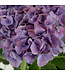 Hydrangea bleu 6,5 po | Arbuste à fleurs bleues abondantes