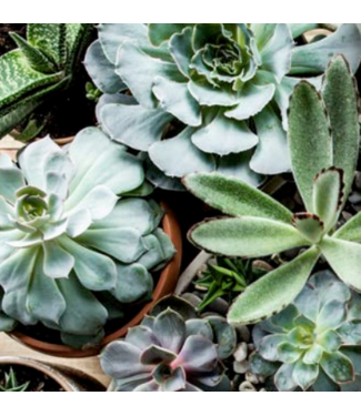 Plante grasse 2,5 po