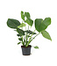 Monstera deliciosa | Plante tropicale au feuillage découpé pour un décor intérieur jungle