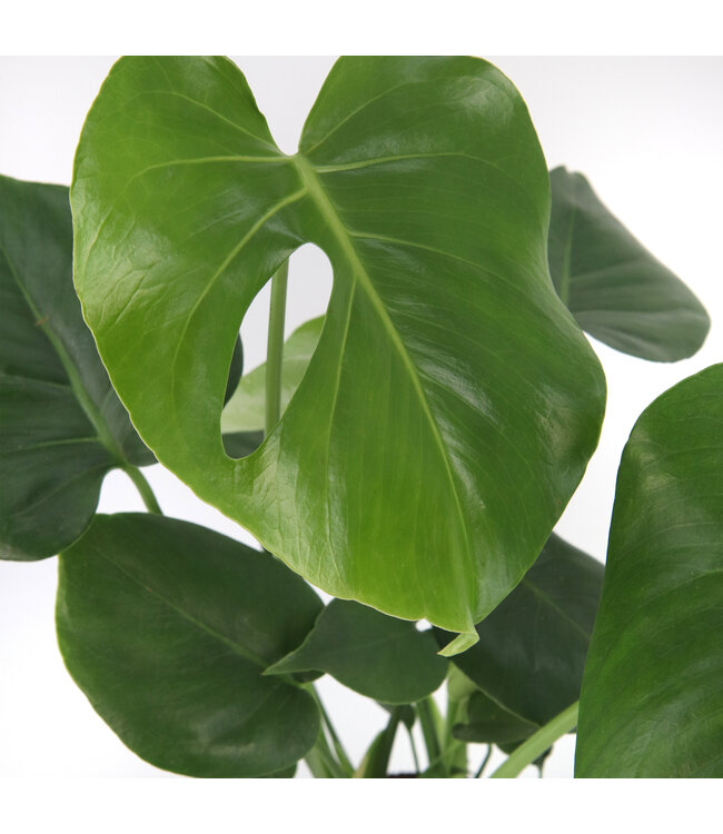 Monstera deliciosa | Plante tropicale au feuillage découpé pour un décor intérieur jungle