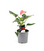 Anthurium "Langue-de-feu" | Une touche tropicale vibrante