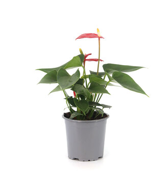 Anthurium "Langue-de-feu"