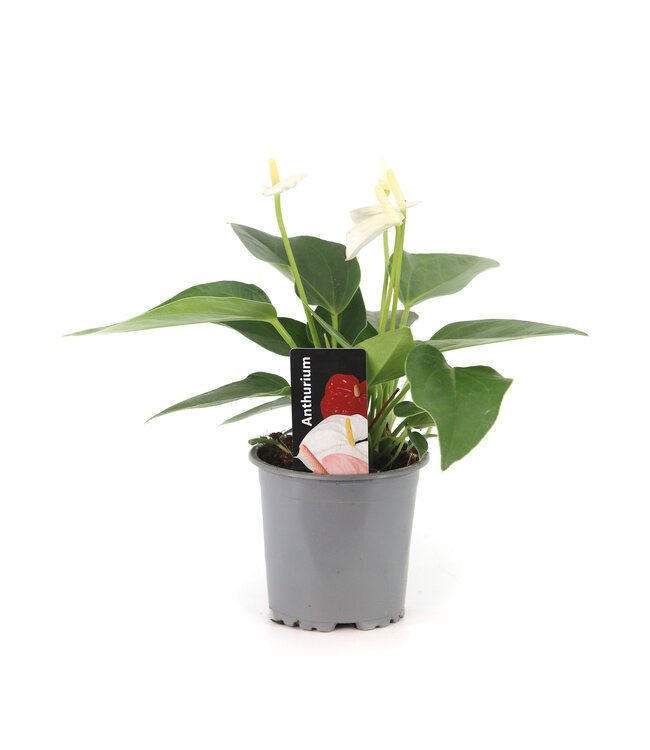 Anthurium "Langue-de-feu" | Une touche tropicale vibrante