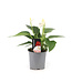 Anthurium "Langue-de-feu" | Une touche tropicale vibrante