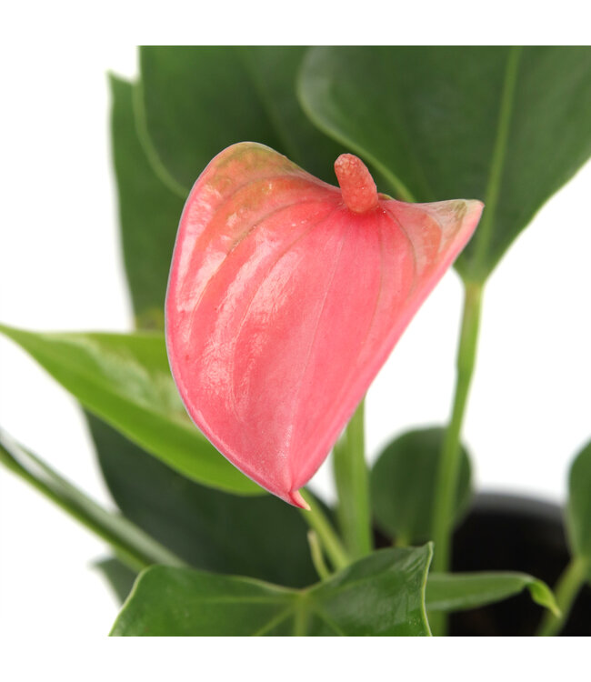 Anthurium "Langue-de-feu" | Une touche tropicale vibrante