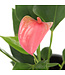 Anthurium "Langue-de-feu" | Une touche tropicale vibrante