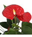 Anthurium "Langue-de-feu" | Une touche tropicale vibrante