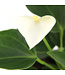 Anthurium "Langue-de-feu" | Une touche tropicale vibrante