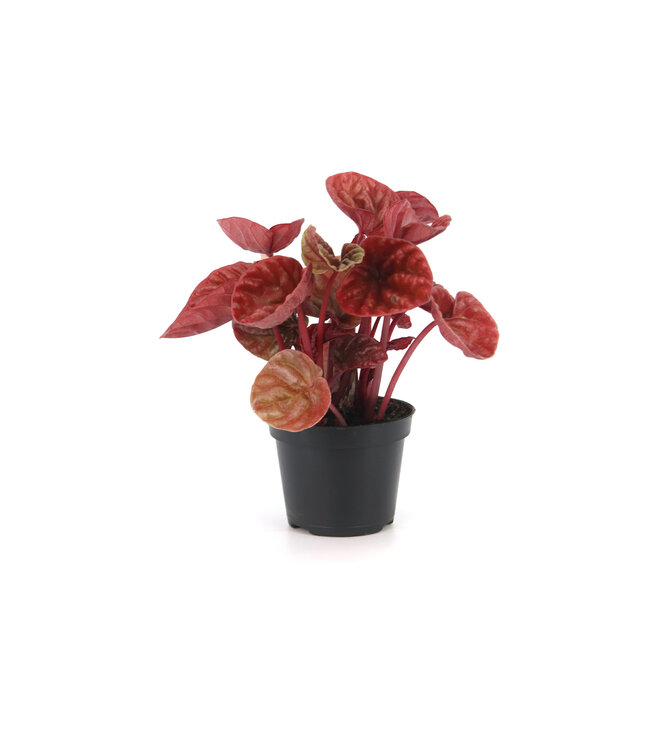 Peperomia caperata 2,5 po | lante d’intérieur compacte au feuillage texturé pour un décor apaisant