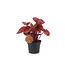 Peperomia caperata 2,5 po | lante d’intérieur compacte au feuillage texturé pour un décor apaisant