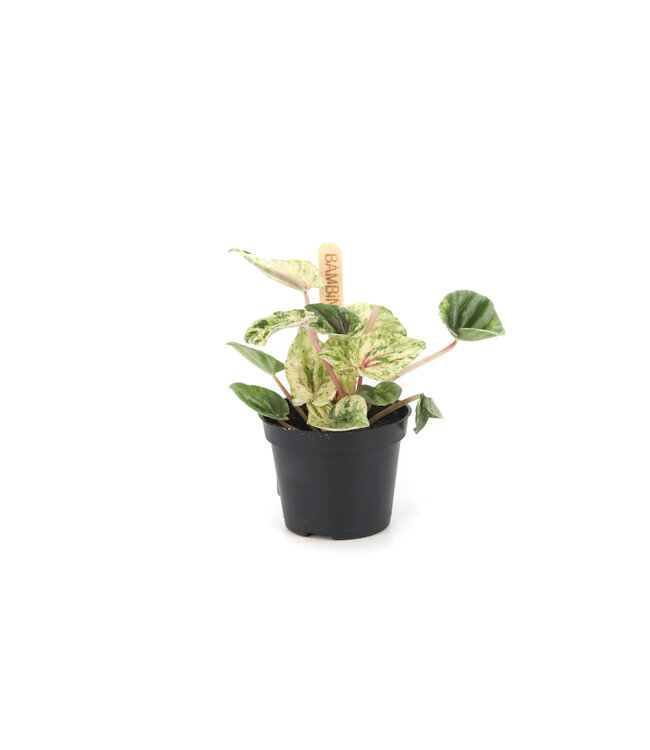 Peperomia caperata 2,5 po | lante d’intérieur compacte au feuillage texturé pour un décor apaisant