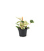 Peperomia caperata 2,5 po | lante d’intérieur compacte au feuillage texturé pour un décor apaisant