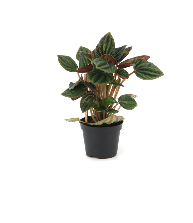 Peperomia caperata 2,5 po | lante d’intérieur compacte au feuillage texturé pour un décor apaisant