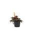 Peperomia caperata 2,5 po | lante d’intérieur compacte au feuillage texturé pour un décor apaisant