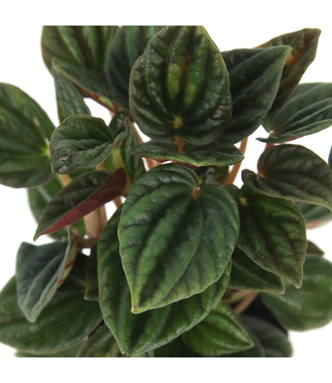 Peperomia caperata 2,5 po | lante d’intérieur compacte au feuillage texturé pour un décor apaisant