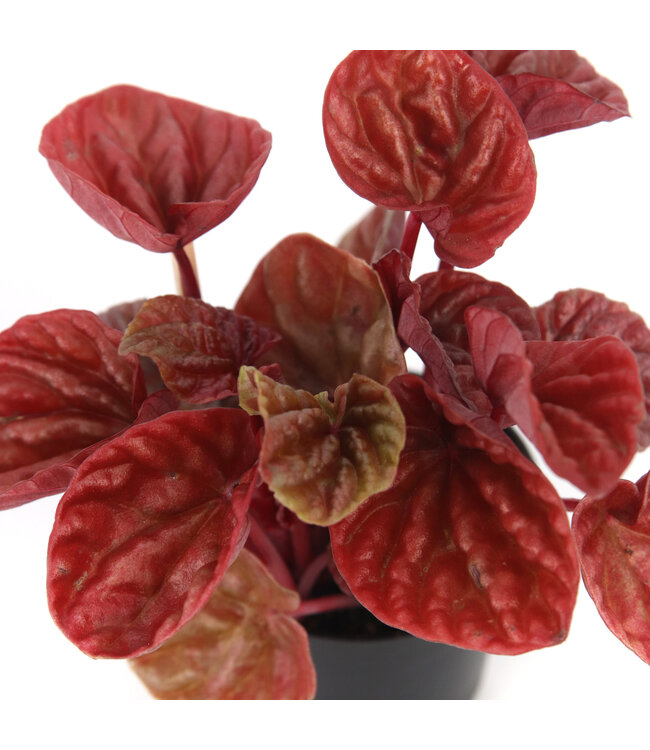 Peperomia caperata 2,5 po | lante d’intérieur compacte au feuillage texturé pour un décor apaisant