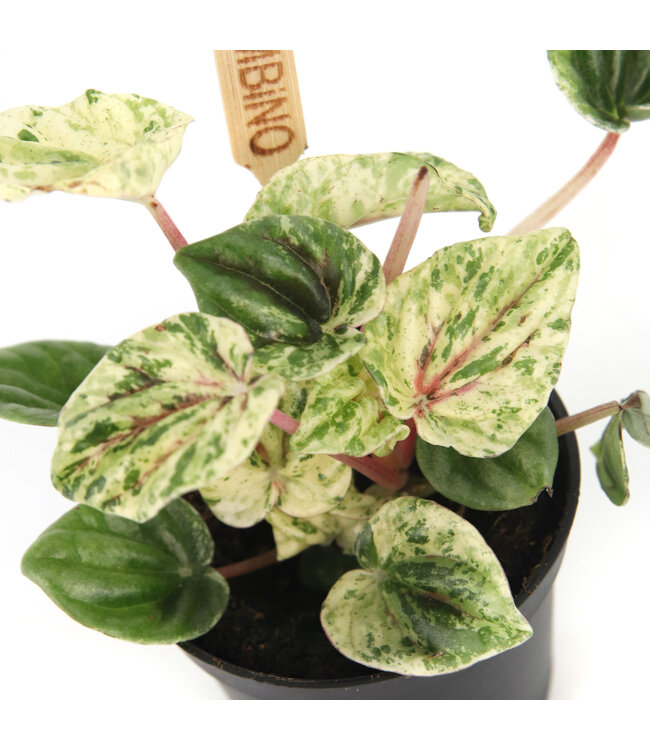 Peperomia caperata 2,5 po | lante d’intérieur compacte au feuillage texturé pour un décor apaisant