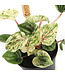 Peperomia caperata 2,5 po | lante d’intérieur compacte au feuillage texturé pour un décor apaisant