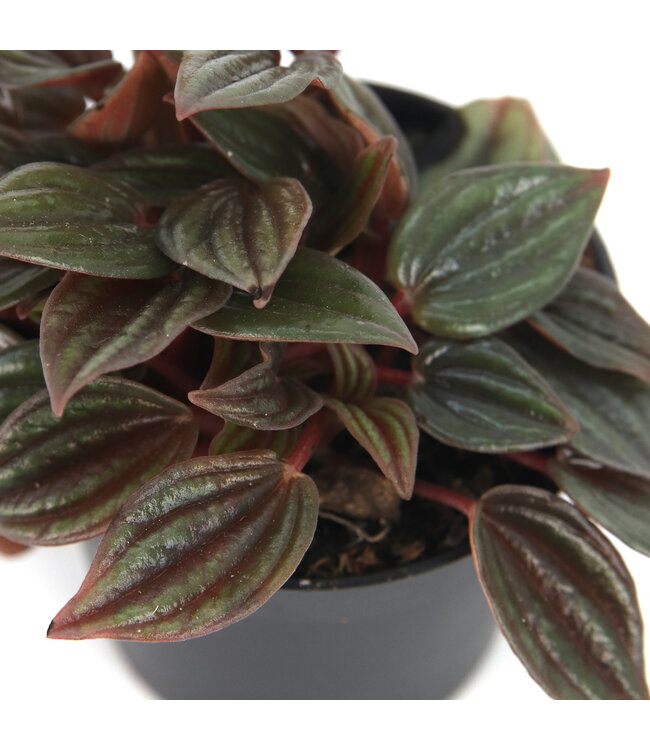 Peperomia caperata 2,5 po | lante d’intérieur compacte au feuillage texturé pour un décor apaisant